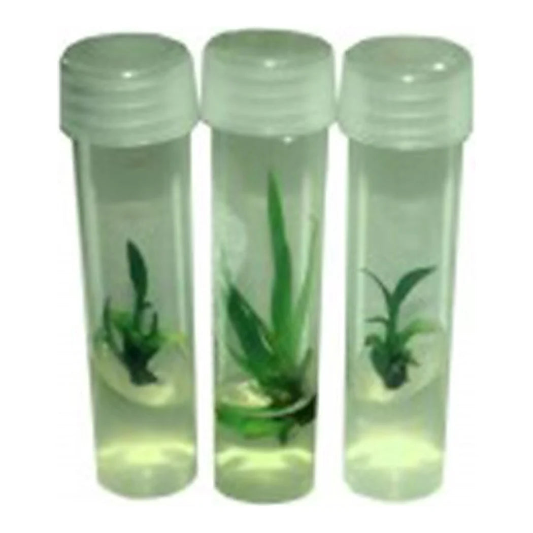 microCLONE SuperStarts tissue culture vials with plantlets