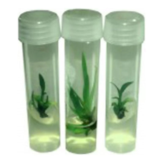 microCLONE SuperStarts tissue culture vials with plantlets