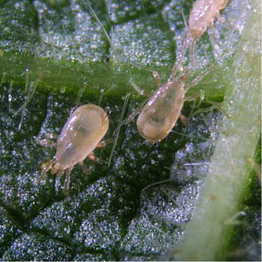 Neoseiulus/Amblyseius cucumeris