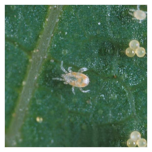 Neoseiulus/Amblyseius californicus Mite Predator