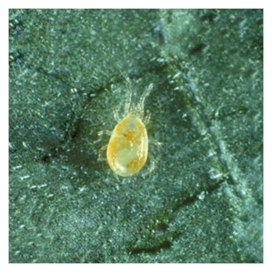 Neoseiulus/Amblyseius fallacis Mite Predator