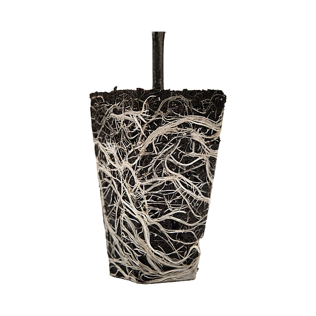OrganiPlug cut open to show roots grown through the plug