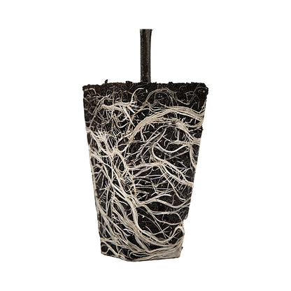 OrganiPlug cut open to show roots grown through the plug