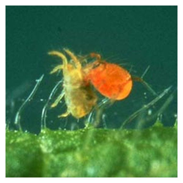 Phytoseiulus persimilis Mite Predator 