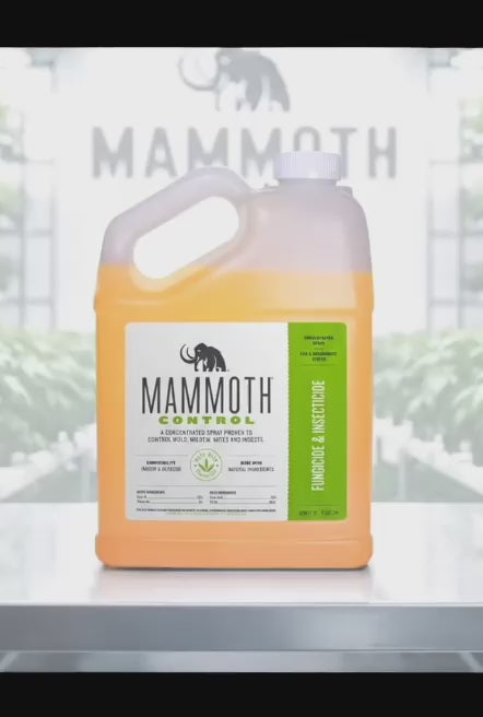 Mammoth Control Short