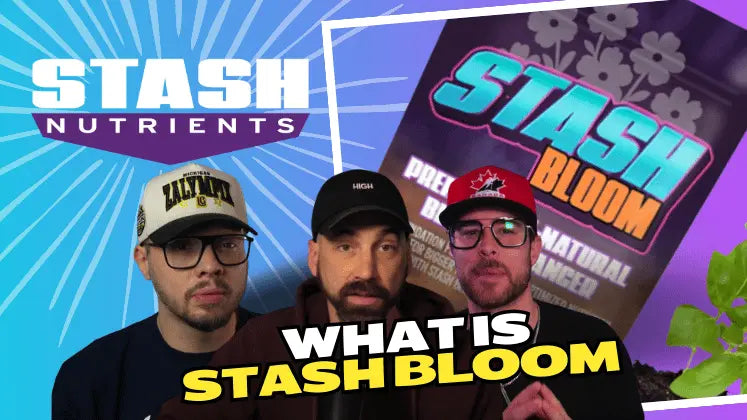 Stash Nutrients - Stash Bloom Informational Video