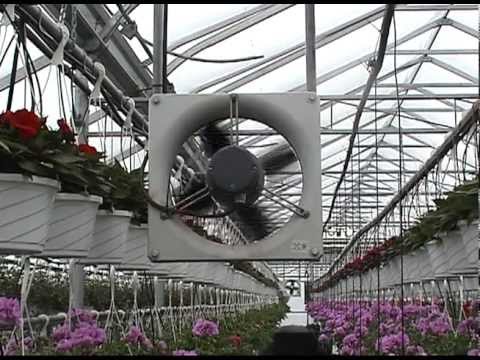 AME Horizontal Air Flow Fan Running in Greenhouse