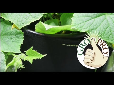 Gro Pro® Fabric Growing Pots how to use