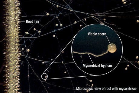 Premier Tech Pro-Mix Connect Mycorrhizae Inoculant Powder 2.5kg 5.5lb Spore Connection