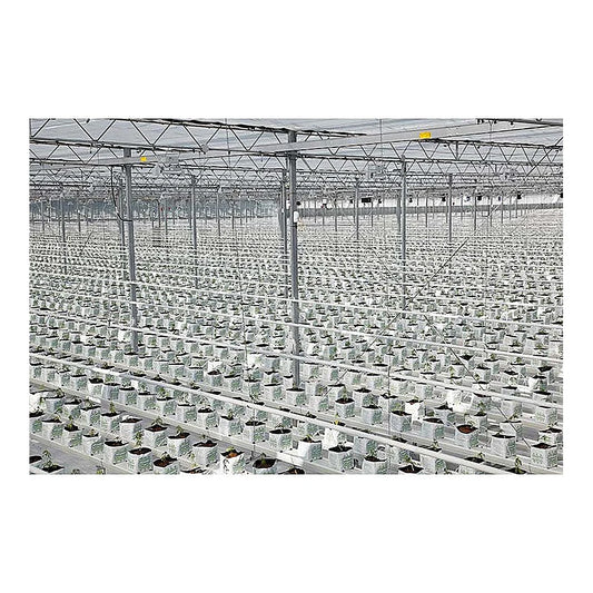 Riococo PCM open top bags installed in a greenhouse