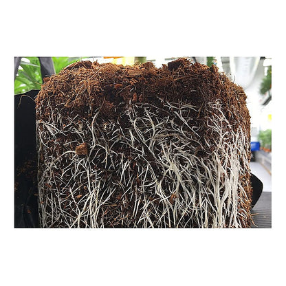 Root mass grown in a Riococo PCM open top bag