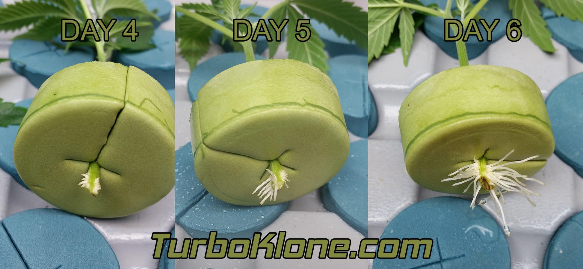 TurboKlone T96 - Elite Klone Machine Root Progression