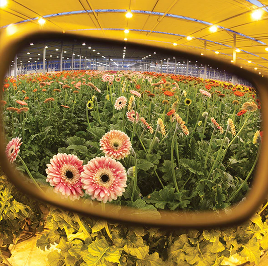 Method Seven 7 Resistance HPS Glasses