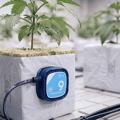 TrolMaster WCS-9 sensor on a rockwool block with a young plant