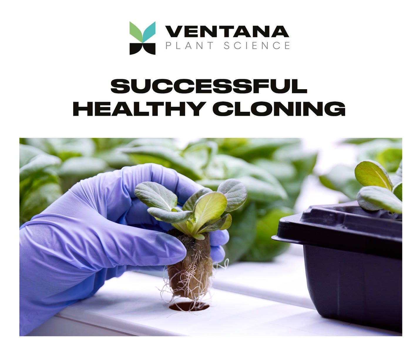 Ventana Plant Science Cloning Gel - 8 Oz (237 Ml) - Successful Cloning