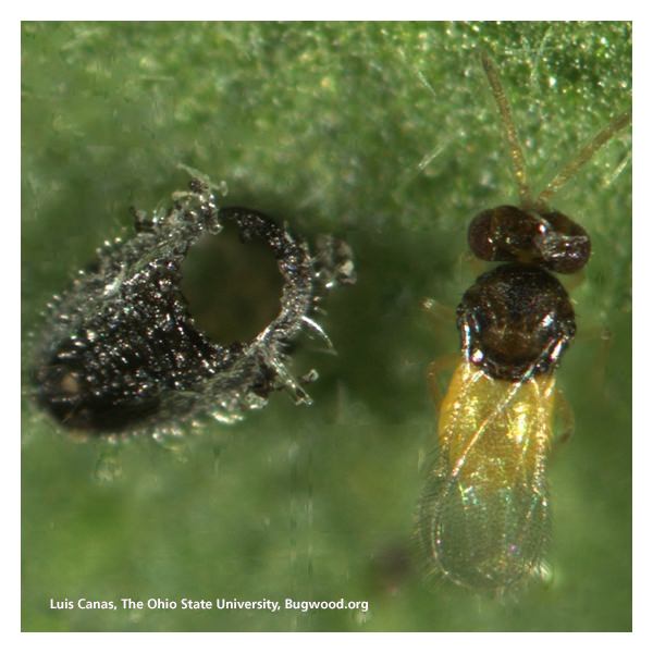 Encarsia formosa Whitefly Parasite