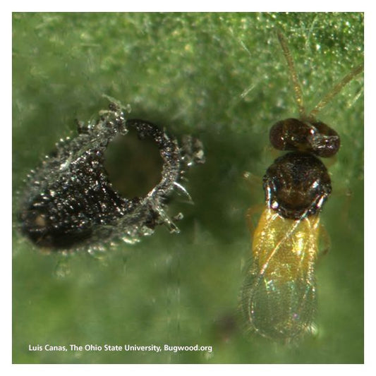 Encarsia formosa Whitefly Parasite